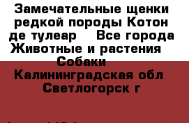 Замечательные щенки редкой породы Котон де тулеар  - Все города Животные и растения » Собаки   . Калининградская обл.,Светлогорск г.